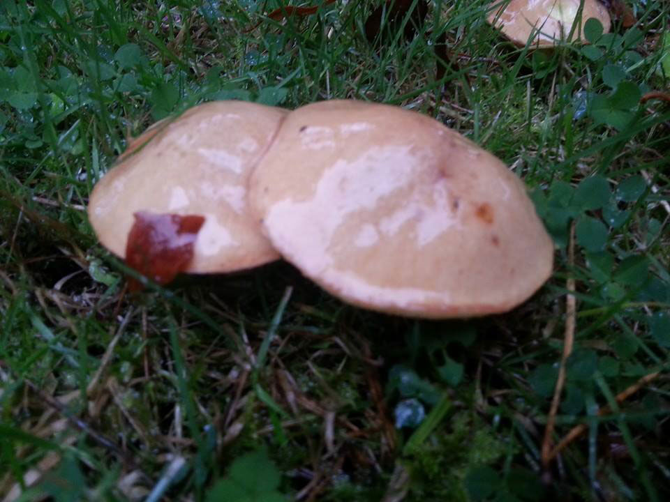 Wild Mushroom Hunt Galway